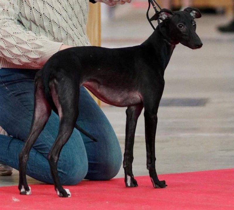 De La Muraille Des Clos - CACS Paris Dog Show 7/1/23