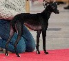  - CACS Paris Dog Show 7/1/23