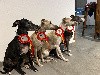  - Wallonia Dog Show 2022 Mons (Belgique)