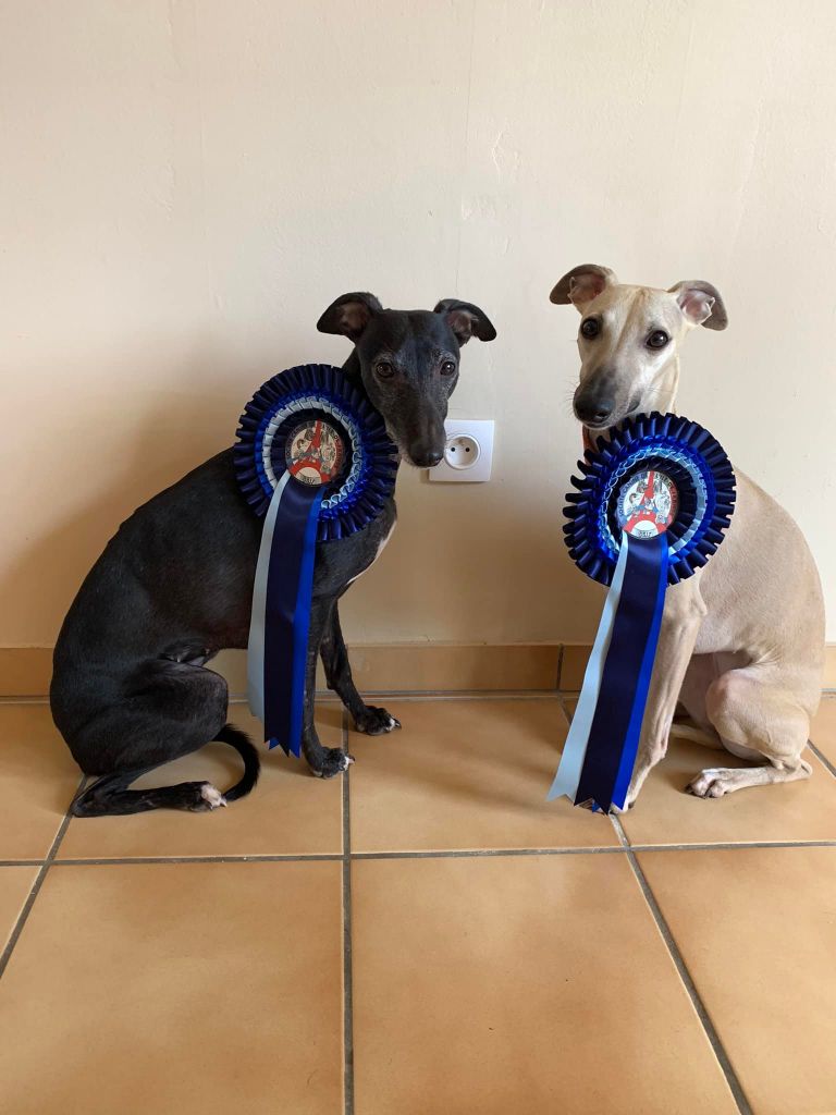 De La Muraille Des Clos - Paris Dog Show