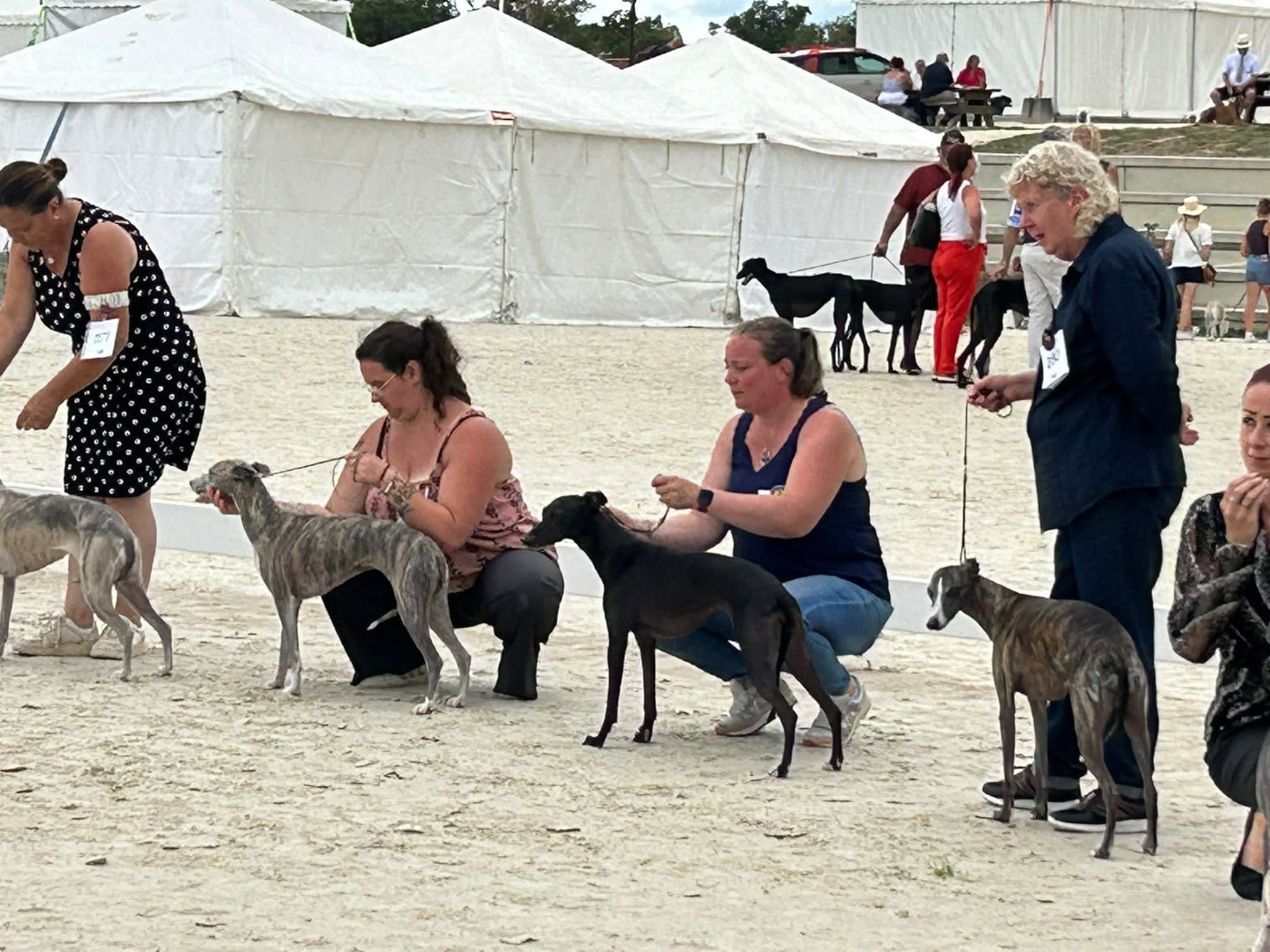 Grand Rassemblement des Levriers à La Celle Condé du 4 au 6 septembre