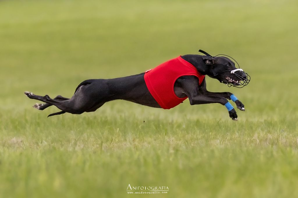 Championnat du monde Coursing 2025